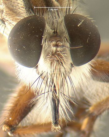 Media type: image;   Entomology 12854 Aspect: head frontal view